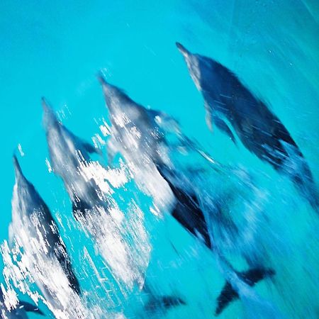 Nova Pousada Golfinho Hotell Fernando de Noronha Eksteriør bilde